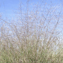 Load image into Gallery viewer, Sand Muhly*