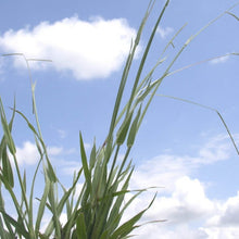 Load image into Gallery viewer, Sand Paspalum*
