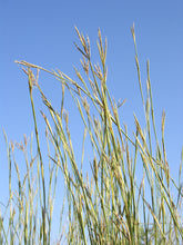 Load image into Gallery viewer, Sand Bluestem