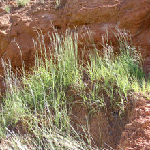 Load image into Gallery viewer, Sand Bluestem