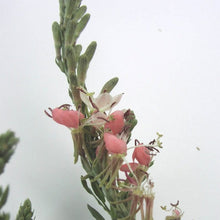 Load image into Gallery viewer, Scarlet Gaura*