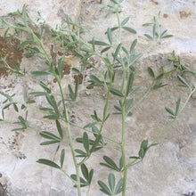 Load image into Gallery viewer, Scurfpea*