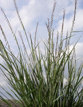 Load image into Gallery viewer, Sideoats Grama