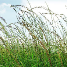 Load image into Gallery viewer, Sideoats Grama