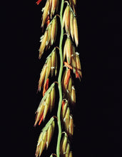 Load image into Gallery viewer, Sideoats Grama Bouteloua Curtipendula Tech 1