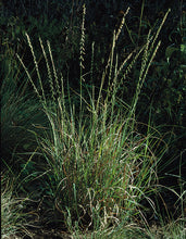 Load image into Gallery viewer, Sideoats Grama Bouteloua