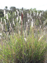 Load image into Gallery viewer, Silver Bluestem*