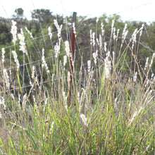 Load image into Gallery viewer, Silver Bluestem*