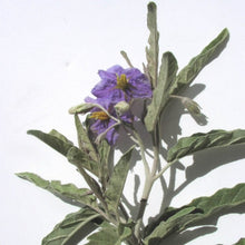 Load image into Gallery viewer, Silverleaf Nightshade*