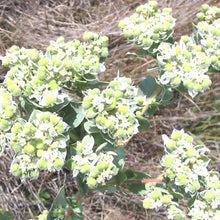 Load image into Gallery viewer, Snow-on-the-mountain*