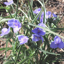 Load image into Gallery viewer, Spiderwort*