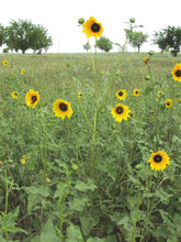 Load image into Gallery viewer, Common Sunflower