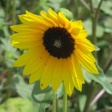 Load image into Gallery viewer, Common Sunflower