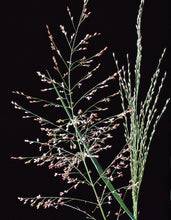 Load image into Gallery viewer, Switch Grass Panicum Vigatum