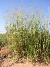 Load image into Gallery viewer, Switchgrass 03