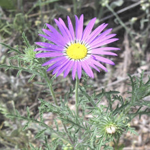 Load image into Gallery viewer, Tansy Aster*