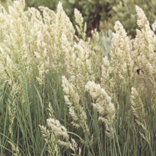 Load image into Gallery viewer, Texas Bluegrass*