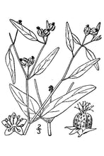 Load image into Gallery viewer, Texas Croton