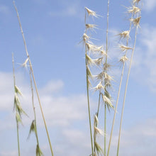 Load image into Gallery viewer, Texas Grama*