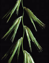 Load image into Gallery viewer, Texas Grama*