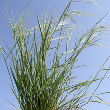 Load image into Gallery viewer, Texas Wintergrass*