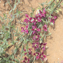 Load image into Gallery viewer, Trailing Ratany*