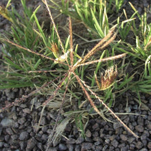 Load image into Gallery viewer, Tumble Windmillgrass*