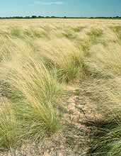 Load image into Gallery viewer, Weeping Lovegrass