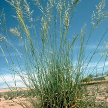 Load image into Gallery viewer, Weeping Lovegrass