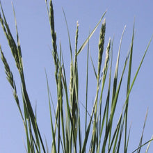 Load image into Gallery viewer, Western Wheatgrass