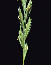 Load image into Gallery viewer, Western Wheatgrass