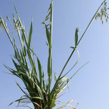 Load image into Gallery viewer, Wild Oat*