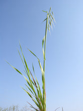 Load image into Gallery viewer, Wild Oat*