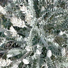 Load image into Gallery viewer, Wooly Locoweed*