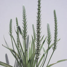 Load image into Gallery viewer, Wooly Plantain*