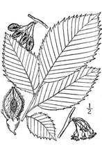 Load image into Gallery viewer, American Elm*