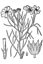 Load image into Gallery viewer, Bitterweed*