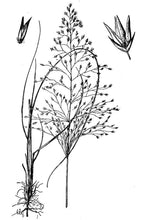 Load image into Gallery viewer, Blowoutgrass*