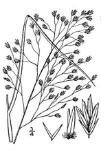 Load image into Gallery viewer, Blowoutgrass*