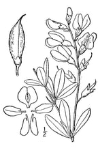 Load image into Gallery viewer, Blue Wild Indigo*