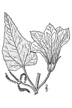 Load image into Gallery viewer, Buffalo Gourd*