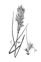 Load image into Gallery viewer, Bushy Bluestem*