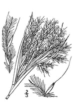 Load image into Gallery viewer, Bushy Bluestem*