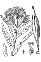 Load image into Gallery viewer, Butterfly Milkweed