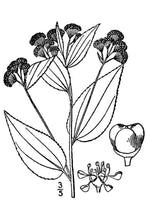 Load image into Gallery viewer, Ceanothus*