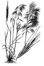 Load image into Gallery viewer, Cheatgrass*