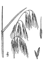 Load image into Gallery viewer, Cheatgrass*