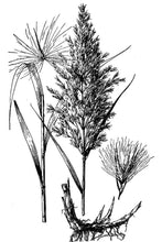 Load image into Gallery viewer, Common Reed*