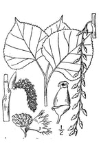 Load image into Gallery viewer, Cottonwood*