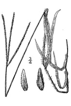 Load image into Gallery viewer, Crabgrass